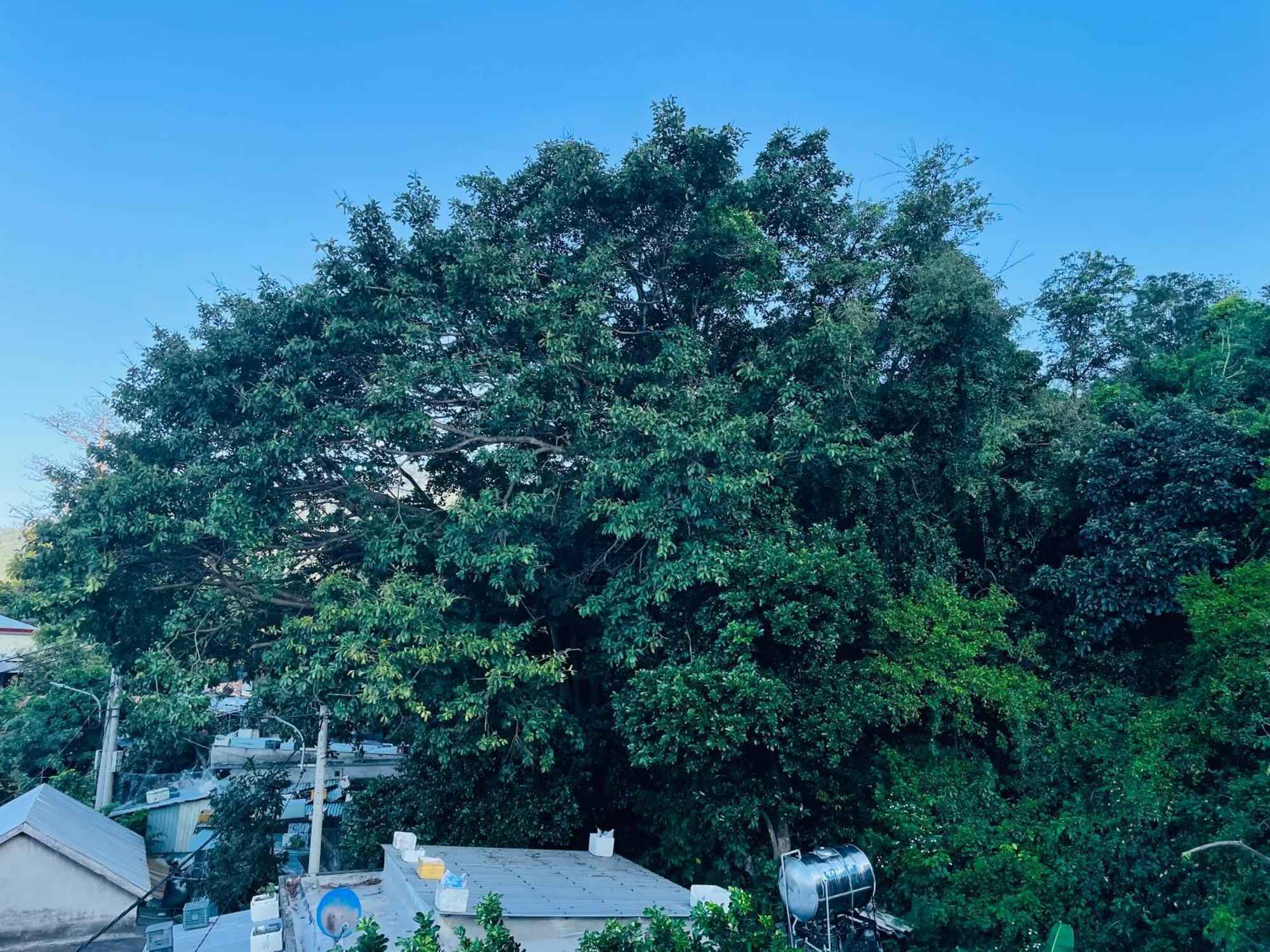 Monkeyland Cham Island Homestay Tân Hiệ Екстериор снимка